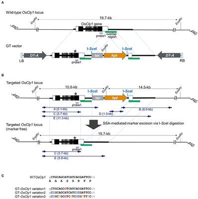 Precise Genome Editing in miRNA Target Site via Gene Targeting and Subsequent Single-Strand-Annealing-Mediated Excision of the Marker Gene in Plants